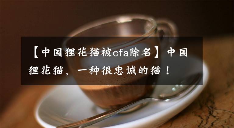 【中國貍花貓被cfa除名】中國貍花貓，一種很忠誠的貓！