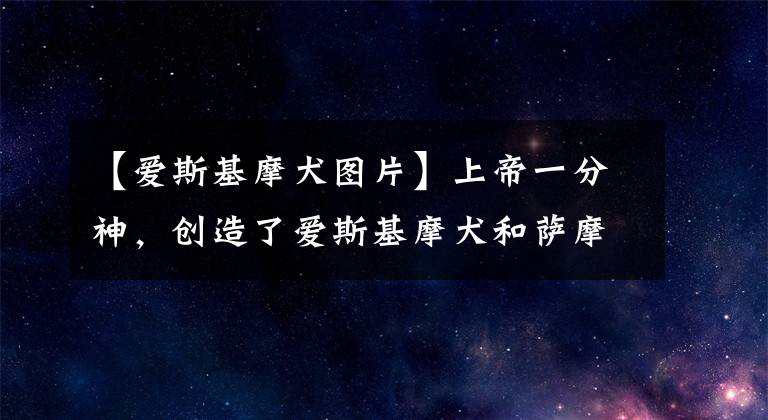 【愛(ài)斯基摩犬圖片】上帝一分神，創(chuàng)造了愛(ài)斯基摩犬和薩摩耶