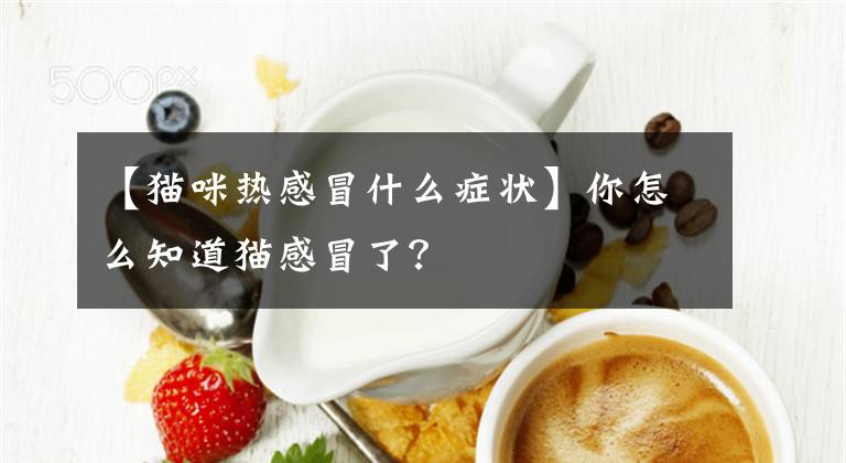 【貓咪熱感冒什么癥狀】你怎么知道貓感冒了？