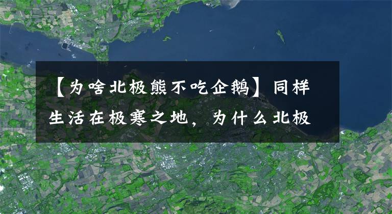 【為啥北極熊不吃企鵝】同樣生活在極寒之地，為什么北極熊不吃企鵝？