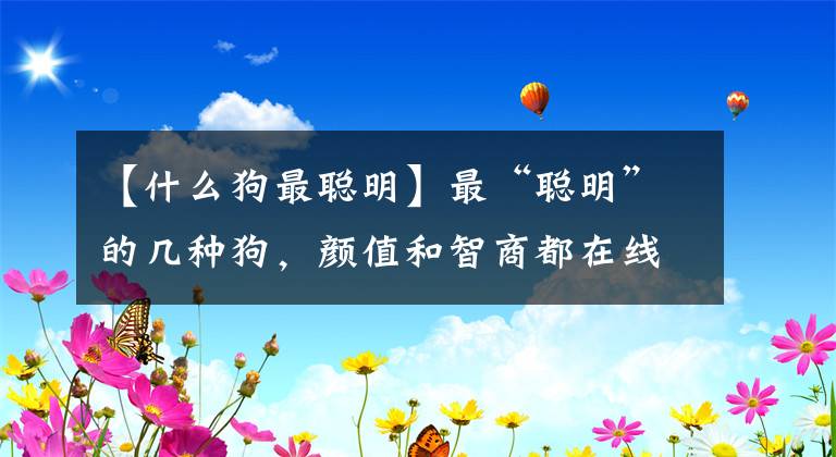 【什么狗最聰明】最“聰明”的幾種狗，顏值和智商都在線