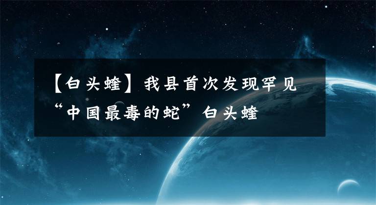 【白頭蝰】我縣首次發(fā)現(xiàn)罕見(jiàn)“中國(guó)最毒的蛇”白頭蝰