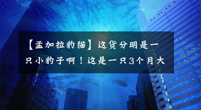 【孟加拉豹貓】這貨分明是一只小豹子??！這是一只3個(gè)月大的孟加拉豹貓