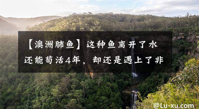 【澳洲肺魚(yú)】這種魚(yú)離開(kāi)了水還能茍活4年，卻還是遇上了非洲土著