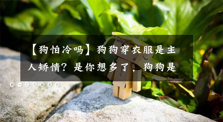 【狗怕冷嗎】狗狗穿衣服是主人矯情？是你想多了，狗狗是會怕冷的