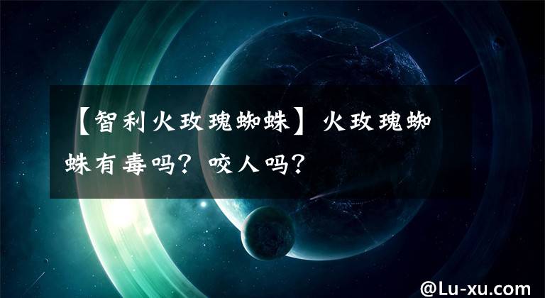 【智利火玫瑰蜘蛛】火玫瑰蜘蛛有毒嗎？咬人嗎？