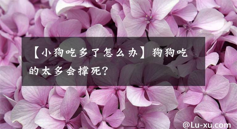 【小狗吃多了怎么辦】狗狗吃的太多會(huì)撐死？