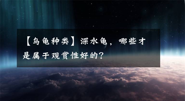 【烏龜種類】深水龜，哪些才是屬于觀賞性好的？