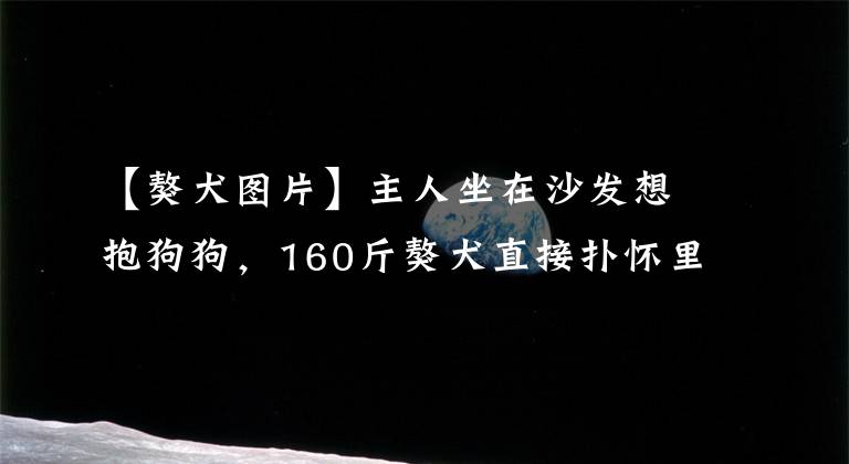 【獒犬圖片】主人坐在沙發(fā)想抱狗狗，160斤獒犬直接撲懷里，連同沙發(fā)推倒在地