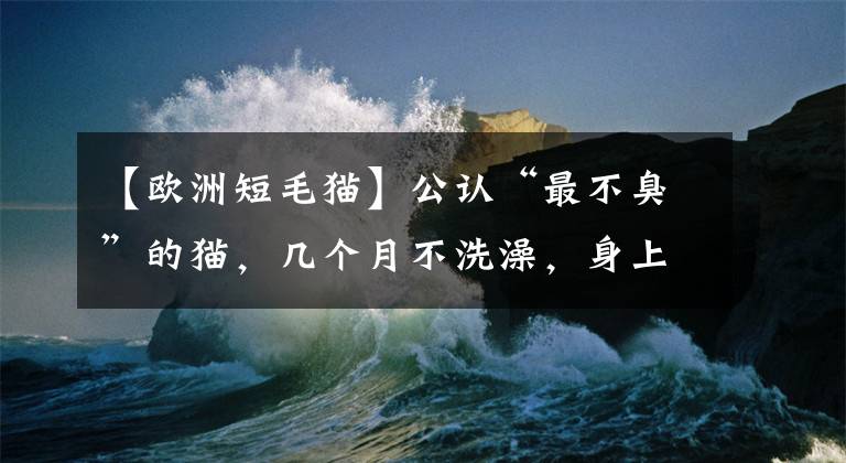 【歐洲短毛貓】公認(rèn)“最不臭”的貓，幾個(gè)月不洗澡，身上也是香香的