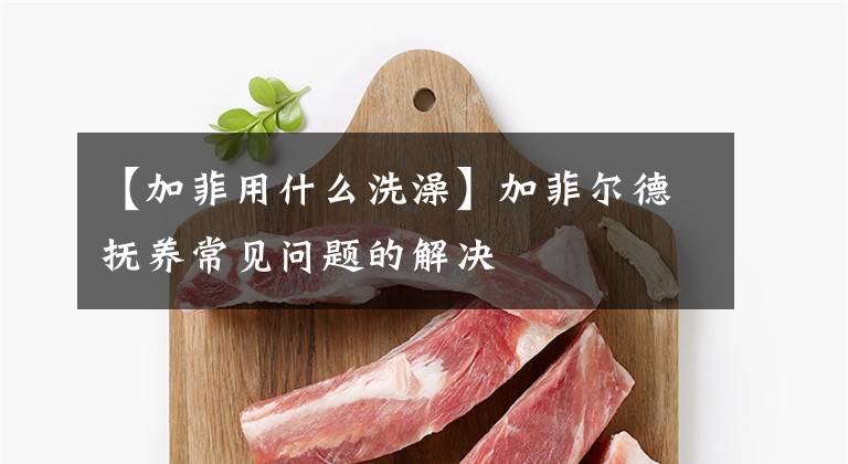 【加菲用什么洗澡】加菲爾德?lián)狃B(yǎng)常見問題的解決