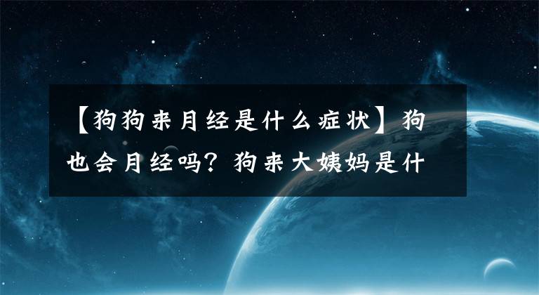 【狗狗來月經(jīng)是什么癥狀】狗也會月經(jīng)嗎？狗來大姨媽是什么樣子的？