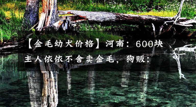 【金毛幼犬價格】河南：600塊主人依依不舍賣金毛，狗販：跟她混沒出息，跟咱吃肉