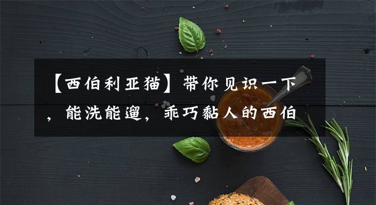 【西伯利亞貓】帶你見識一下，能洗能遛，乖巧黏人的西伯利亞森林貓