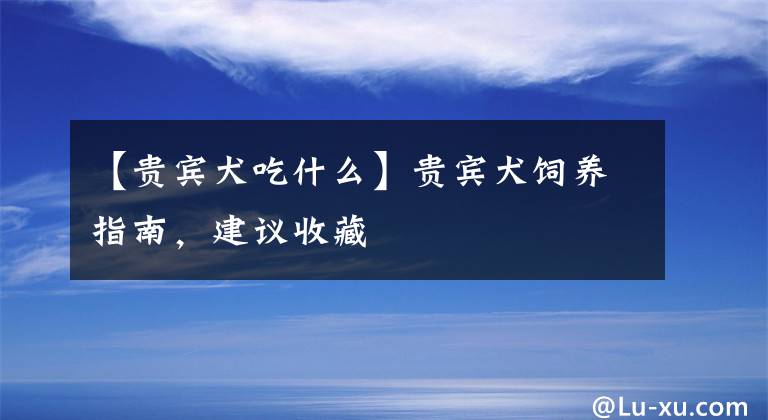 【貴賓犬吃什么】貴賓犬飼養(yǎng)指南，建議收藏