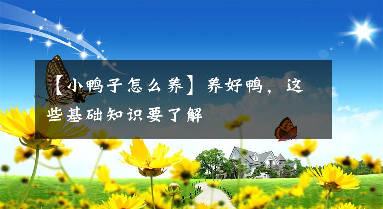 【小鴨子怎么養(yǎng)】養(yǎng)好鴨，這些基礎(chǔ)知識(shí)要了解