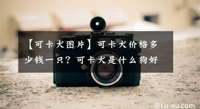 【可卡犬圖片】可卡犬價格多少錢一只？可卡犬是什么狗好養(yǎng)嗎？