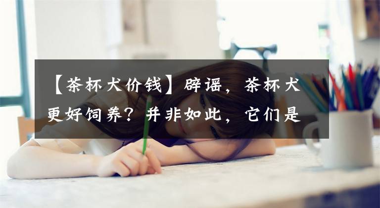 【茶杯犬價錢】辟謠，茶杯犬更好飼養(yǎng)？并非如此，它們是人工繁育下的悲哀