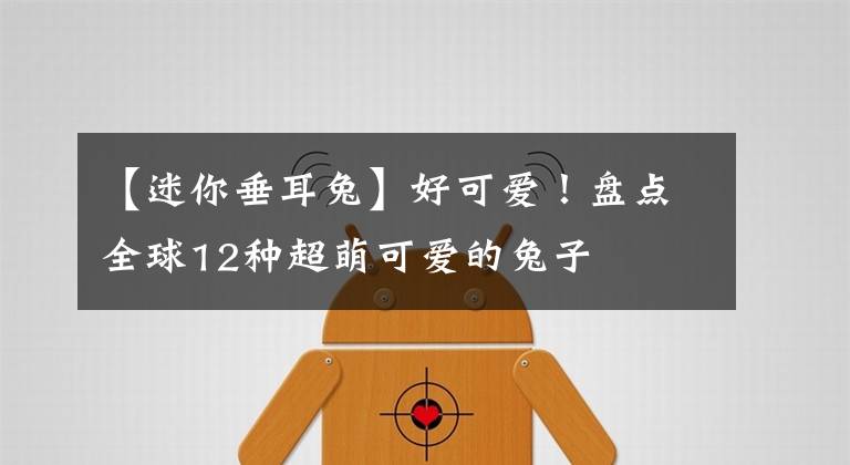 【迷你垂耳兔】好可愛(ài)！盤點(diǎn)全球12種超萌可愛(ài)的兔子