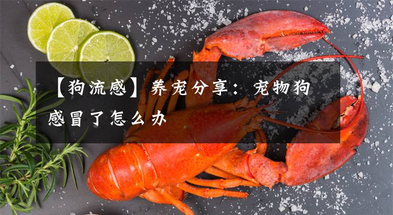 【狗流感】養(yǎng)寵分享：寵物狗感冒了怎么辦