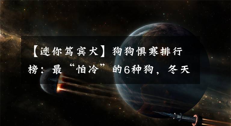 【迷你篤賓犬】狗狗懼寒排行榜：最“怕冷”的6種狗，冬天就像它們的“地獄”