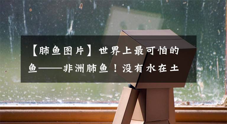 【肺魚圖片】世界上最可怕的魚——非洲肺魚！沒(méi)有水在土里能活4年，非洲人喜歡從土里挖魚