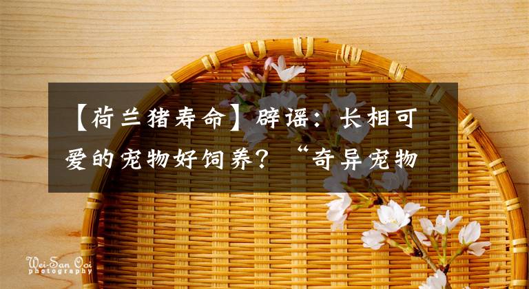 【荷蘭豬壽命】辟謠：長相可愛的寵物好飼養(yǎng)？“奇異寵物”打破我們的固有認(rèn)知