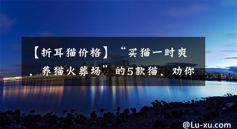 【折耳貓價(jià)格】“買(mǎi)貓一時(shí)爽，養(yǎng)貓火葬場(chǎng)”的5款貓，勸你想清楚再養(yǎng)