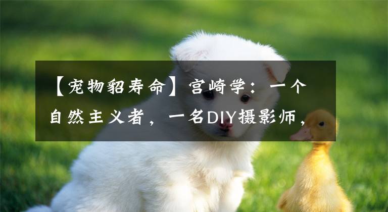 【寵物貂壽命】宮崎學(xué)：一個自然主義者，一名DIY攝影師，一位密林偵探