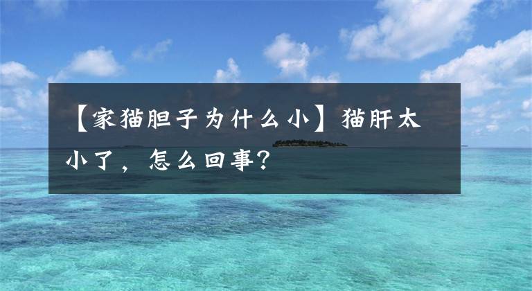 【家貓膽子為什么小】貓肝太小了，怎么回事？