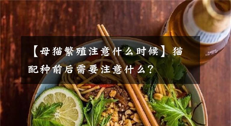 【母貓繁殖注意什么時(shí)候】貓配種前后需要注意什么？