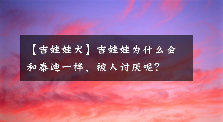 【吉娃娃犬】吉娃娃為什么會(huì)和泰迪一樣，被人討厭呢？