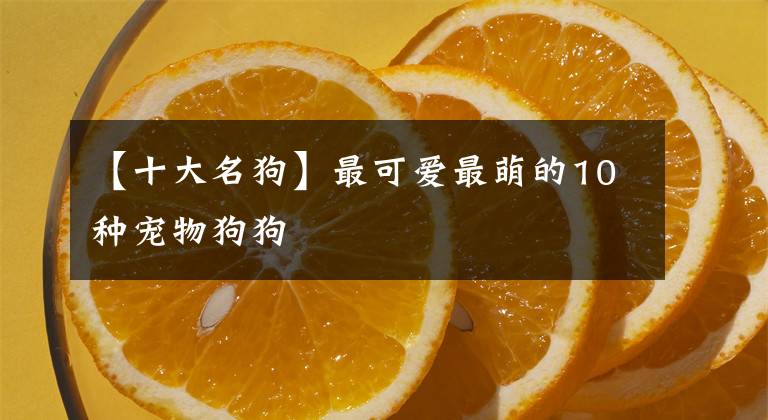 【十大名狗】最可愛最萌的10種寵物狗狗