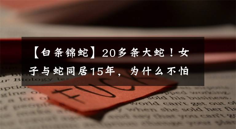 【白條錦蛇】20多條大蛇！女子與蛇同居15年，為什么不怕咬，蛇真能與人共處？