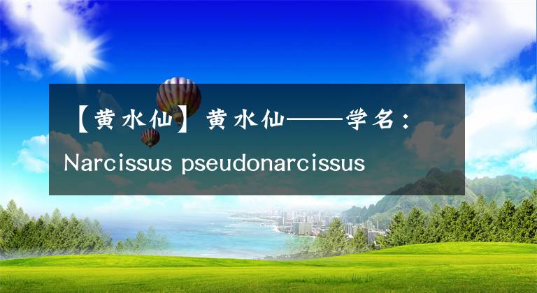 【黃水仙】黃水仙——學(xué)名：Narcissus pseudonarcissus L