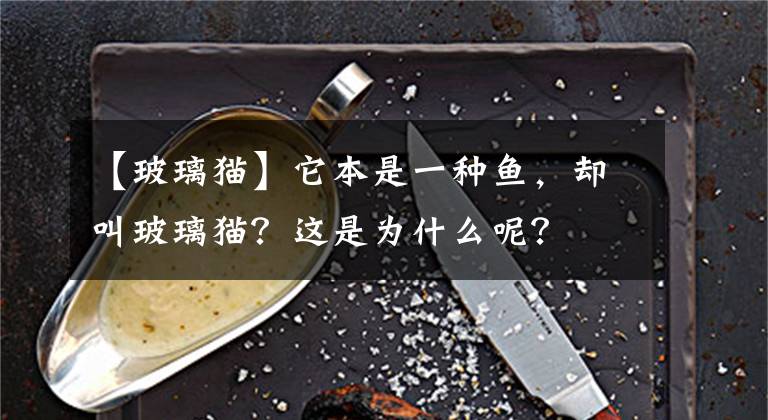 【玻璃貓】它本是一種魚，卻叫玻璃貓？這是為什么呢？