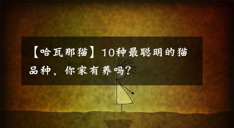 【哈瓦那貓】10種最聰明的貓品種，你家有養(yǎng)嗎？