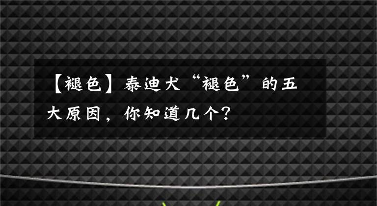 【褪色】泰迪犬“褪色”的五大原因，你知道幾個？