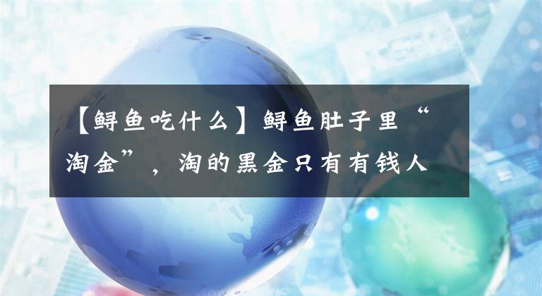 【鱘魚(yú)吃什么】鱘魚(yú)肚子里“淘金”，淘的黑金只有有錢(qián)人才可以享用