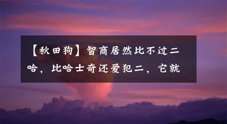 【秋田狗】智商居然比不過二哈，比哈士奇還愛犯二，它就是秋田犬