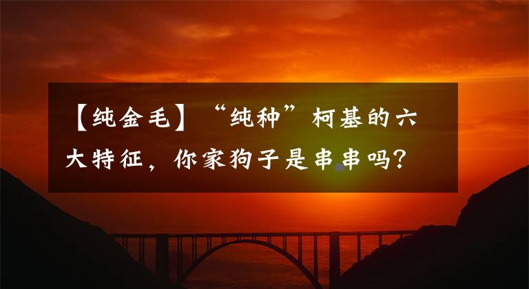 【純金毛】“純種”柯基的六大特征，你家狗子是串串嗎？