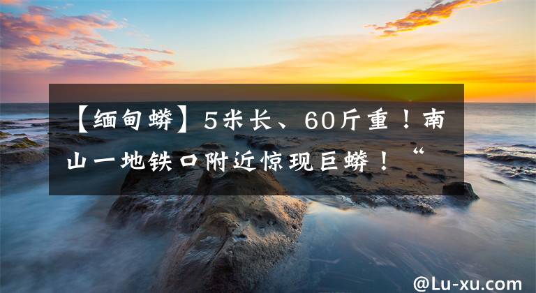 【緬甸蟒】5米長、60斤重！南山一地鐵口附近驚現(xiàn)巨蟒！“偶遇”記得這么做