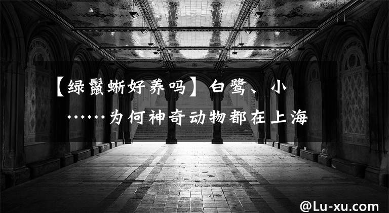 【綠鬣蜥好養(yǎng)嗎】白鷺、小鸊鷉……為何神奇動物都在上海這個街道落腳？