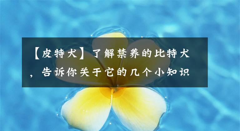 【皮特犬】了解禁養(yǎng)的比特犬，告訴你關(guān)于它的幾個(gè)小知識(shí)