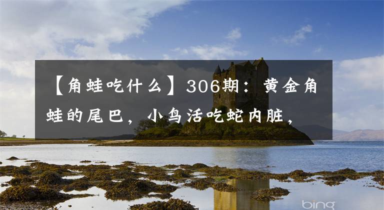 【角蛙吃什么】306期：黃金角蛙的尾巴，小鳥活吃蛇內(nèi)臟，蜘蛛叼著蛇飛奔