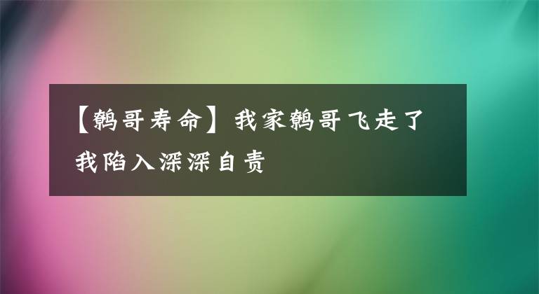 【鷯哥壽命】我家鷯哥飛走了 我陷入深深自責(zé)