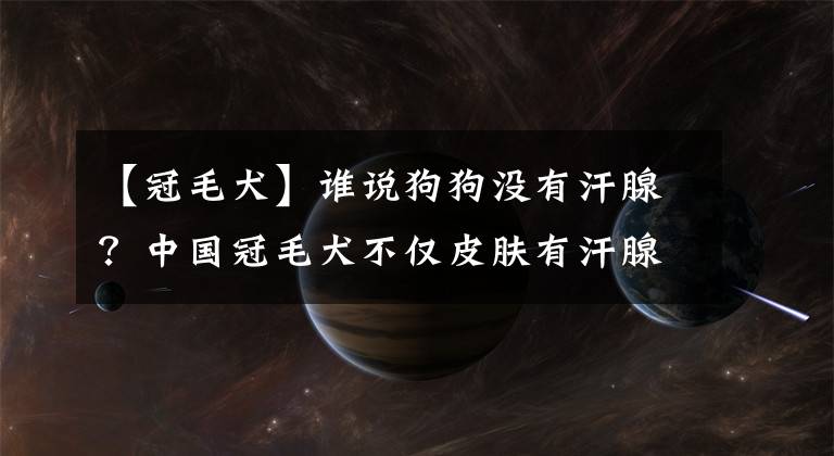 【冠毛犬】誰說狗狗沒有汗腺？中國冠毛犬不僅皮膚有汗腺還能變換顏色