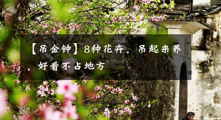 【吊金鐘】8種花卉，吊起來(lái)養(yǎng)，好看不占地方