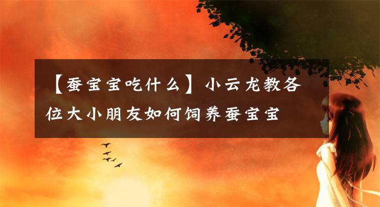 【蠶寶寶吃什么】小云龍教各位大小朋友如何飼養(yǎng)蠶寶寶