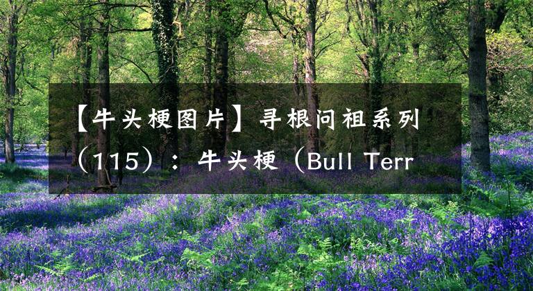 【牛頭梗圖片】尋根問祖系列（115）：牛頭梗（Bull Terrier）